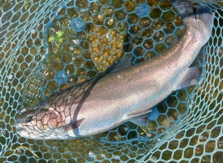 お持ち帰りぴったりサイズを釣るのは難しい …